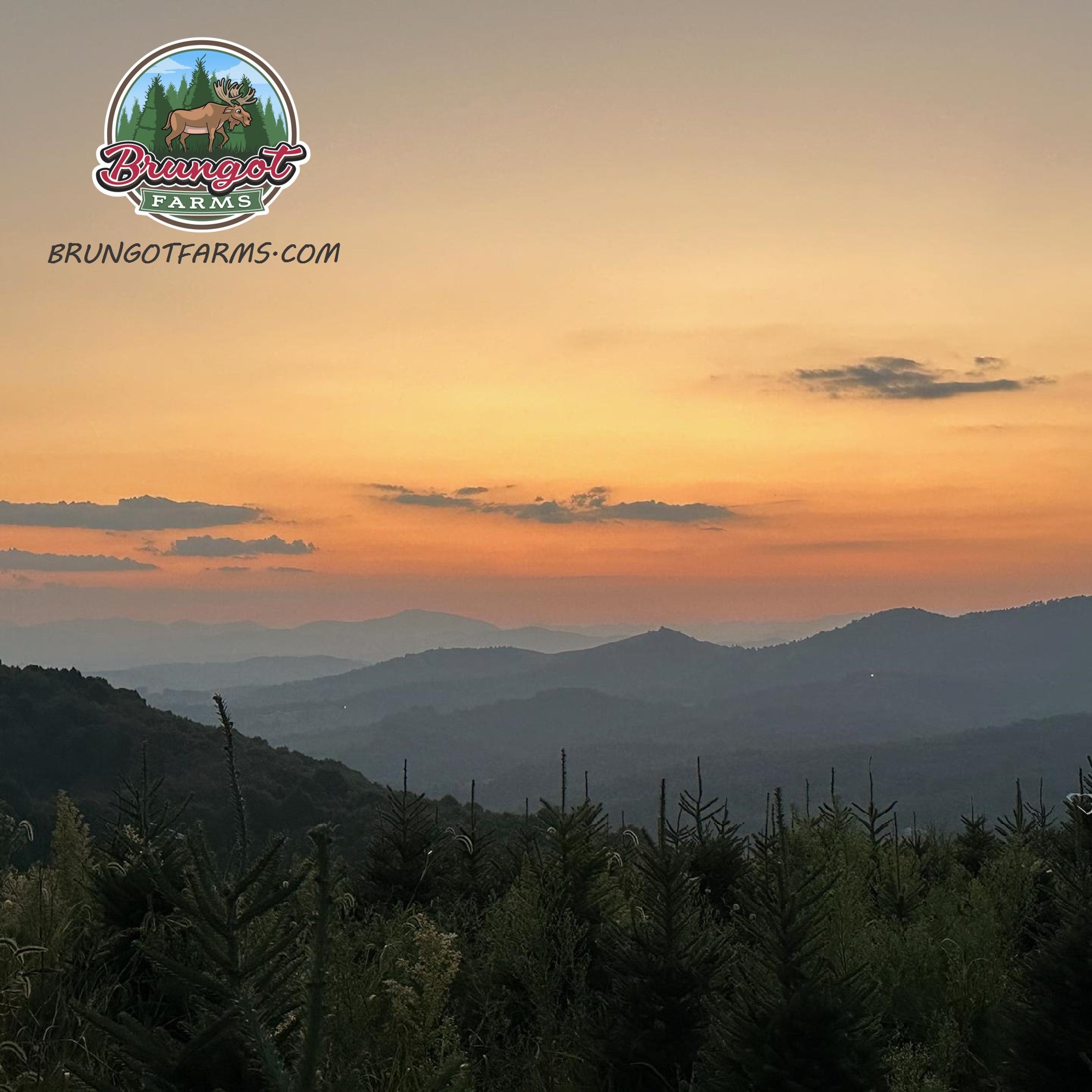 Pre-Order & North Carolina disaster update