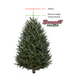 7 - 8 FT FARM FRESH FRASER FIR REAL CHRISTMAS TREE