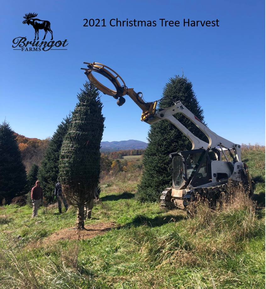 Where have all the Christmas Trees gone, plus our latest 2021 season update