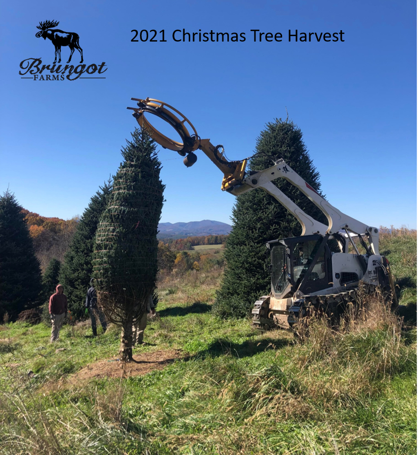 Real Christmas trees, delivered fresh from the Christmas tree farm