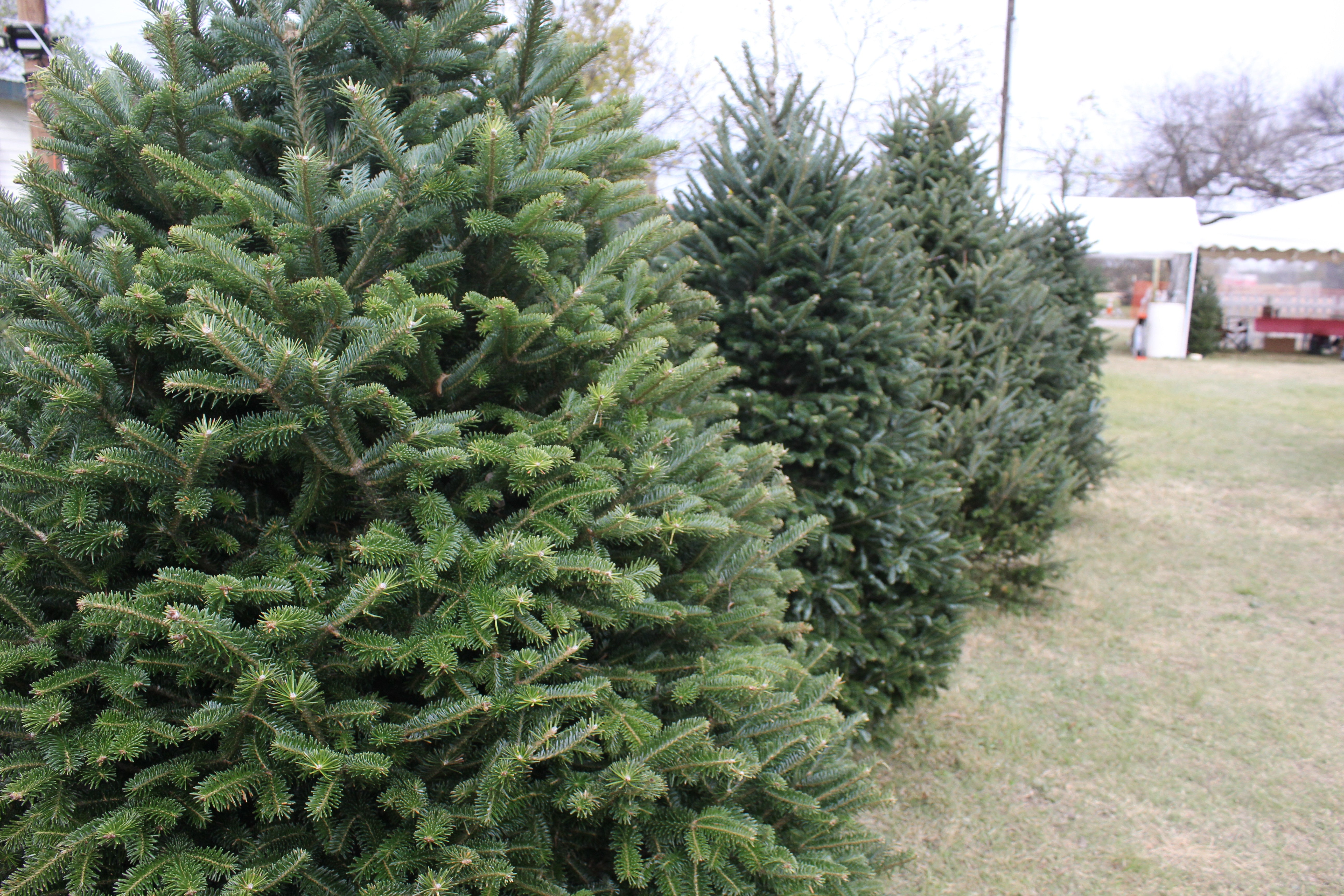 Season Update: The effects of the Christmas Tree shortage