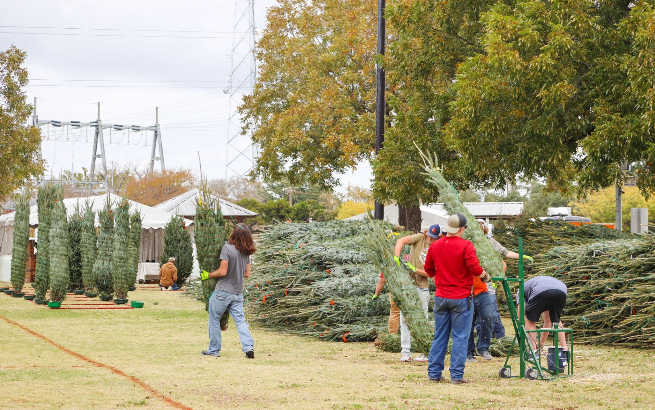 Real Christmas tree shortage, effects Christmas tree farms, lots & traditions.