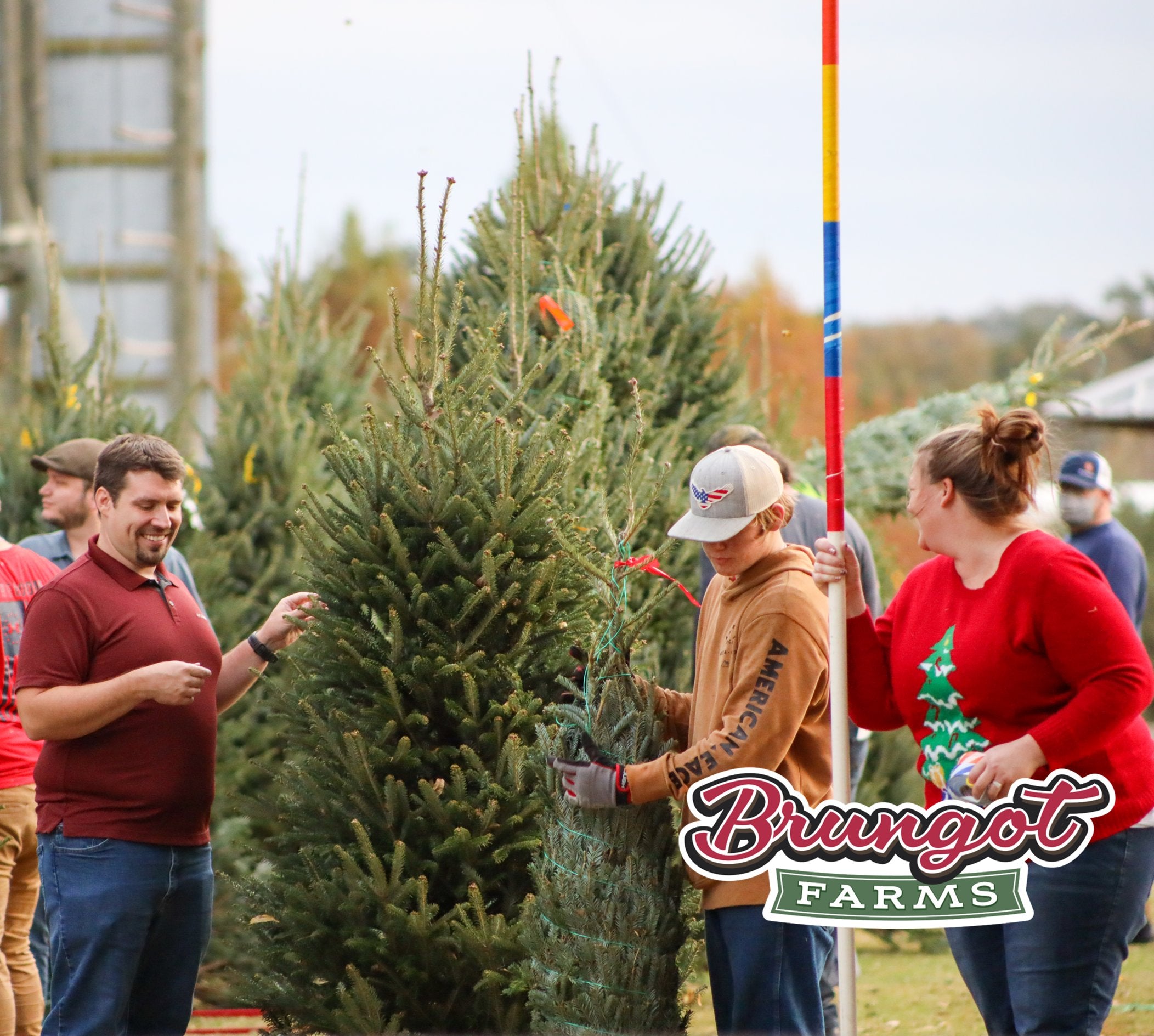 Brungot Farms offers Real Fraser Fir Christmas Trees, Fresh from the Farm.