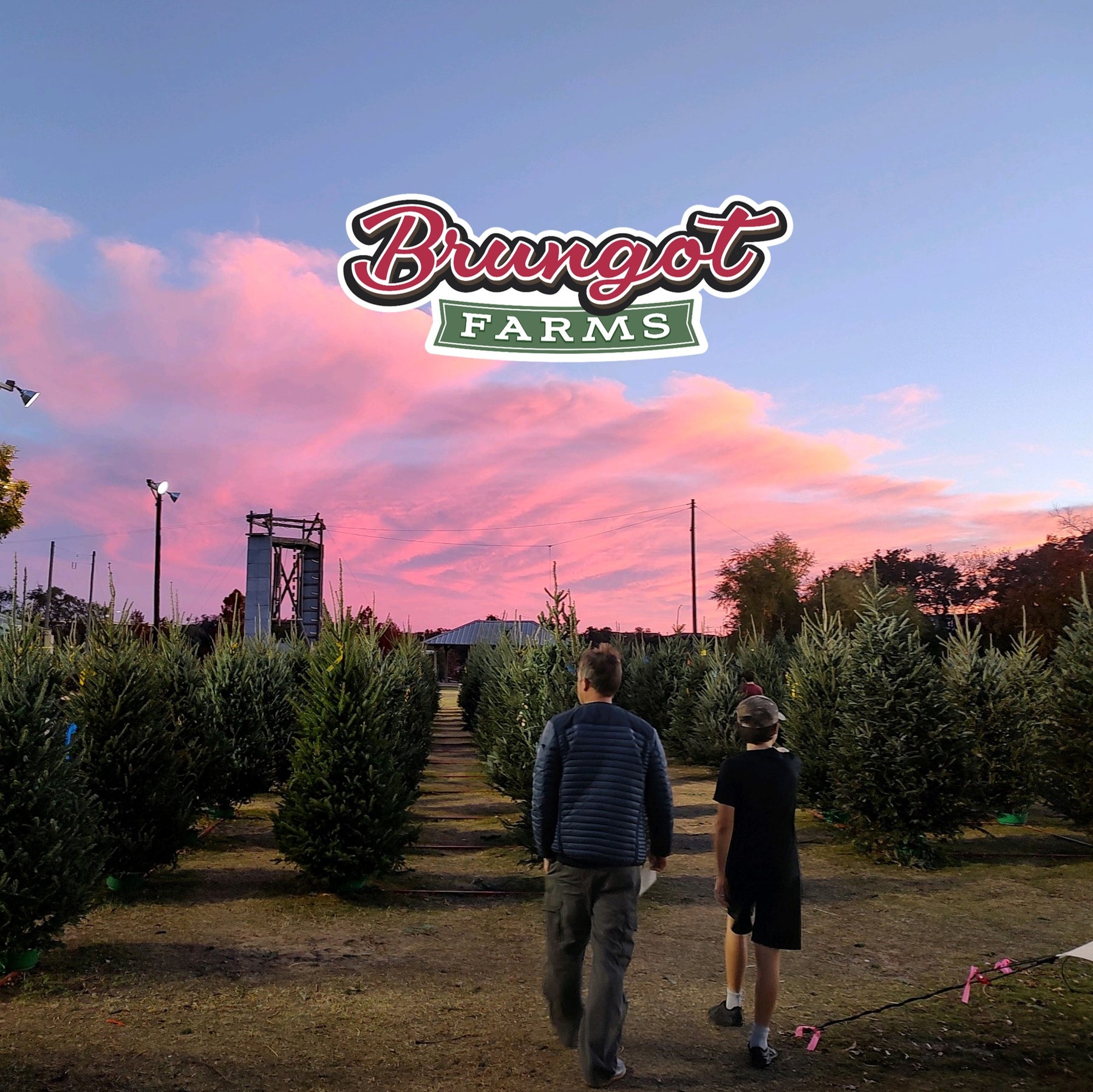 Real Christmas trees, delivered fresh from the Christmas tree farm