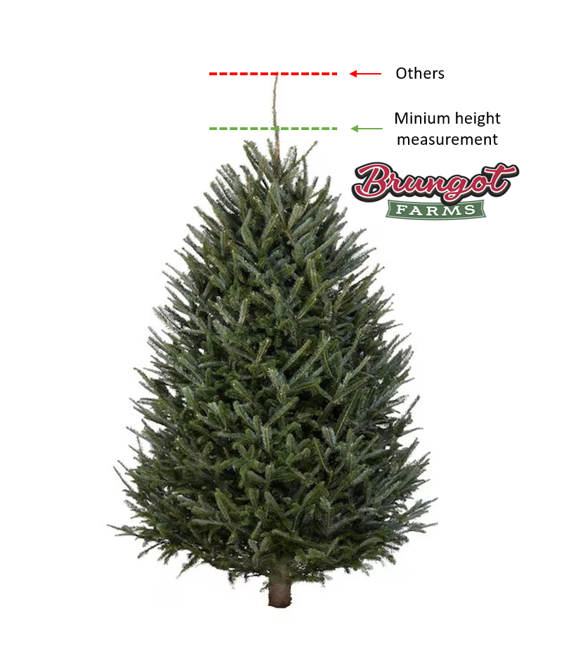 15 - 16 FT FARM FRESH FRASER FIR REAL CHRISTMAS TREE