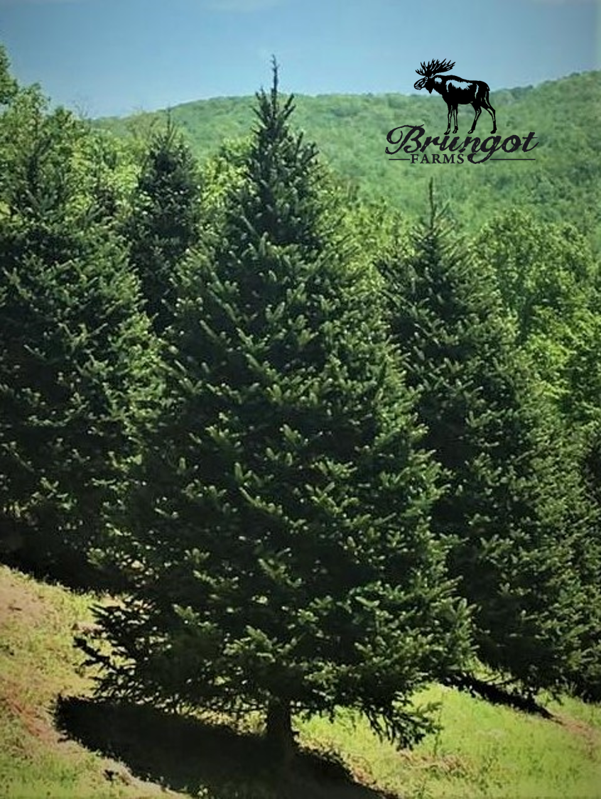 13 - 14 FT FARM FRESH FRASER FIR REAL CHRISTMAS TREE