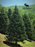 13 - 14 FT FARM FRESH FRASER FIR REAL CHRISTMAS TREE